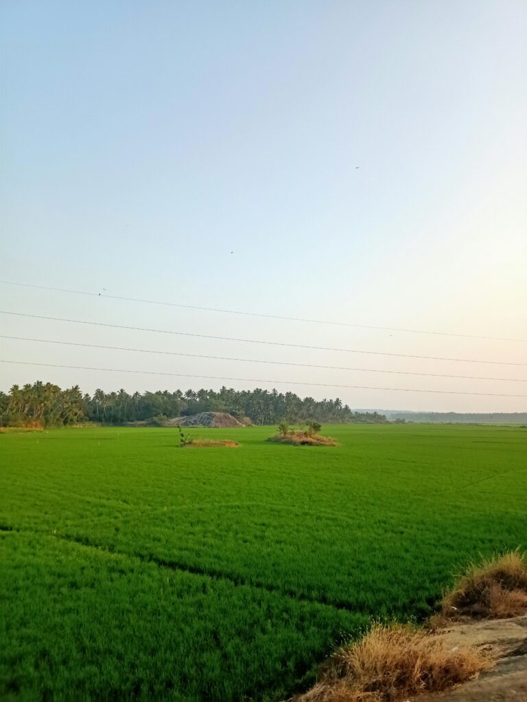 Vibrant rice fields in Paraicodu, Tamil Nadu, India, showcasing rural agricultural beauty.
